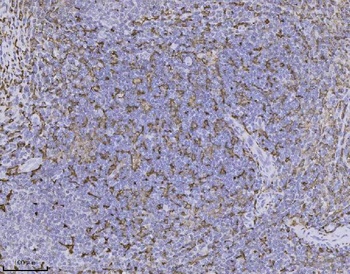 IBA1 AIF1 Rabbit Monoclonal Antibody