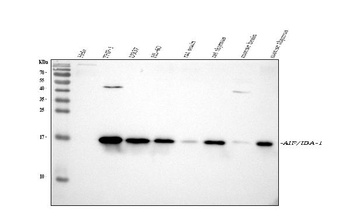 IBA1 AIF1 Rabbit Monoclonal Antibody
