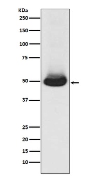 GATA2/3 Rabbit Monoclonal Antibody