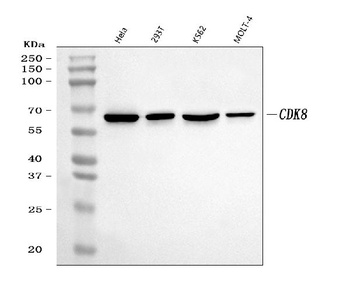 CDK8 Rabbit Monoclonal Antibody