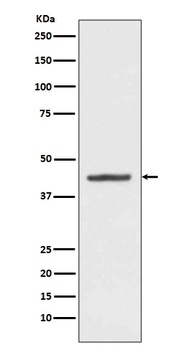 HMBS Rabbit Monoclonal Antibody