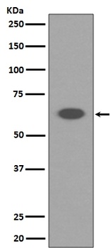 AIF AIFM1 Rabbit Monoclonal Antibody