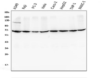 AIF/AIFM1 Mouse Monoclonal Antibody