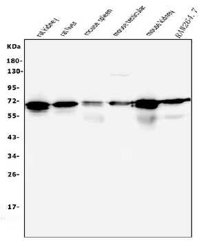 AIF/AIFM1 Mouse Monoclonal Antibody