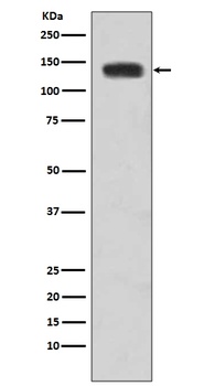 N-Cadherin-2 CDH2 CD325-/CD325 Rabbit Monoclonal Antibody