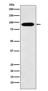 Cullin4A Rabbit Monoclonal Antibody