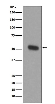 TPH1/Tph Rabbit Monoclonal Antibody