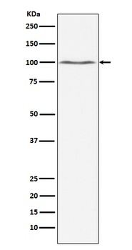 Dynamin 2 Rabbit Monoclonal Antibody