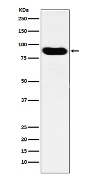 MCM7 Rabbit Monoclonal Antibody