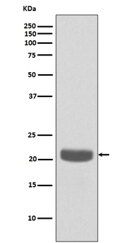 PEBP1/Pbp Rabbit Monoclonal Antibody