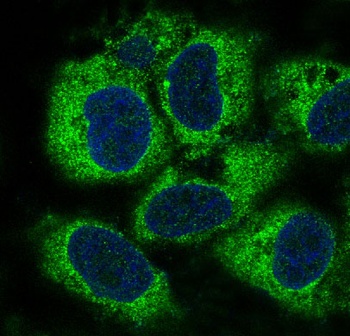 PEBP1/Pbp Rabbit Monoclonal Antibody