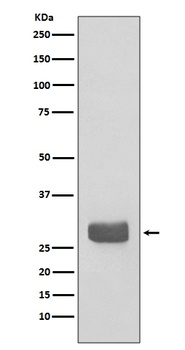 14-3-3 epsilon YWHAE/14 Rabbit Monoclonal Antibody