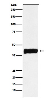 Creatine kinase B type CKB Rabbit Monoclonal Antibody