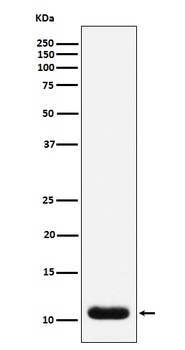 Trefoil Factor 3 Rabbit Monoclonal Antibody