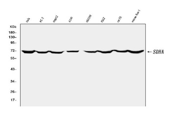 SDHA Rabbit Monoclonal Antibody