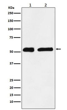 KPNA2 Rabbit Monoclonal Antibody