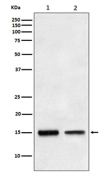 TGF alpha Rabbit Monoclonal Antibody