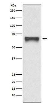 FoxO4/Afx Rabbit Monoclonal Antibody