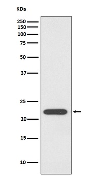 PRDX1/Peroxiredoxin 1 Rabbit Monoclonal Antibody