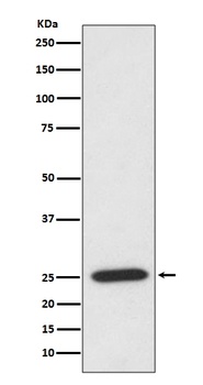 PRDX6/Peroxiredoxin 6 Rabbit Monoclonal Antibody