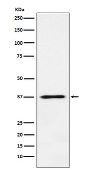 JAB1 Rabbit Monoclonal Antibody