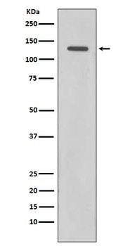 Rad21 Rabbit Monoclonal Antibody