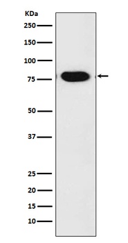 c-Rel Rabbit Monoclonal Antibody