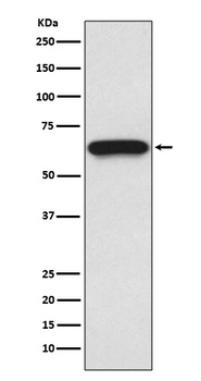 Cdc25B Rabbit Monoclonal Antibody