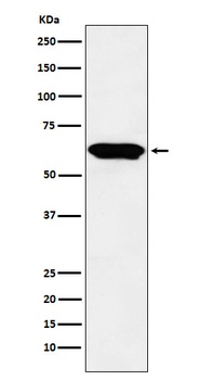 E2F4 Rabbit Monoclonal Antibody