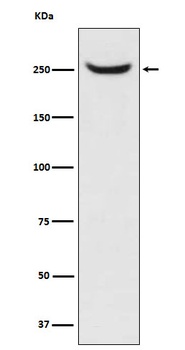 NuMA NUMA1 Rabbit Monoclonal Antibody