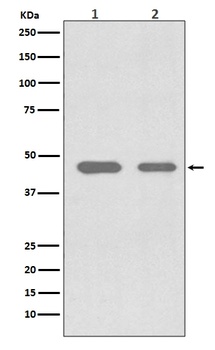 Cdc37 Rabbit Monoclonal Antibody