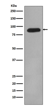 HIF-1 beta ARNT/HIF Rabbit Monoclonal Antibody