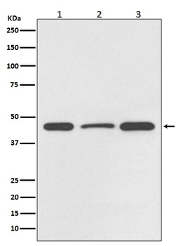 DUSP1/Mkp 1 Rabbit Monoclonal Antibody