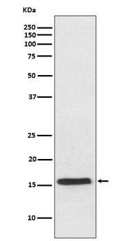 VAMP2 Rabbit Monoclonal Antibody