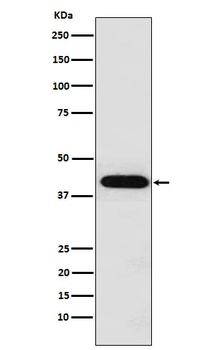 Inhibin alpha INHA Rabbit Monoclonal Antibody