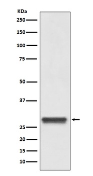 14-3-3 YWHAB/14 Rabbit Monoclonal Antibody