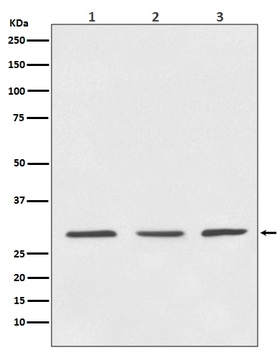 14-3-3 YWHAB/14 Rabbit Monoclonal Antibody