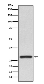 14-3-3 alpha + beta YWHAB/14 Rabbit Monoclonal Antibody