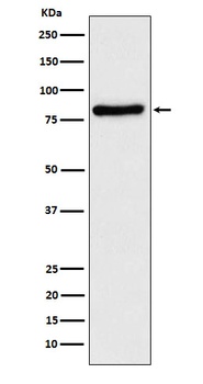TLE1 Rabbit Monoclonal Antibody