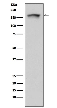 PELP1 Rabbit Monoclonal Antibody