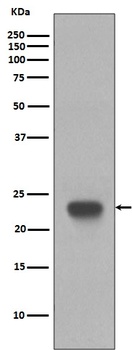 CD3 epsilon Rabbit Monoclonal Antibody