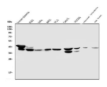 NMI Antibody (monoclonal, 2F3)