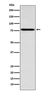 Coilin Rabbit Monoclonal Antibody
