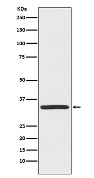 TRADD Rabbit Monoclonal Antibody
