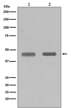 SETD7/Set7 Rabbit Monoclonal Antibody