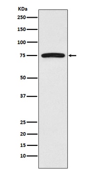 FRS2 Rabbit Monoclonal Antibody