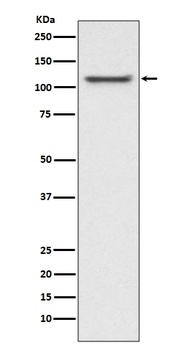 UBA1/Ube1 Rabbit Monoclonal Antibody