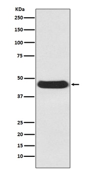 Atg4B Rabbit Monoclonal Antibody