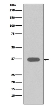 MSI2/Musashi 2 Rabbit Monoclonal Antibody