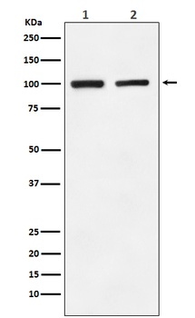 GluR2 Rabbit Monoclonal Antibody